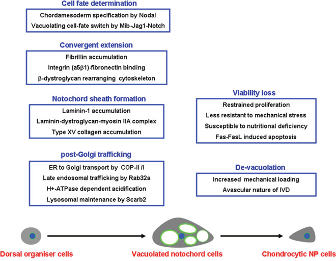 Summary of the signal basis underlying the generation and exhaustion of notochord vacuoles.