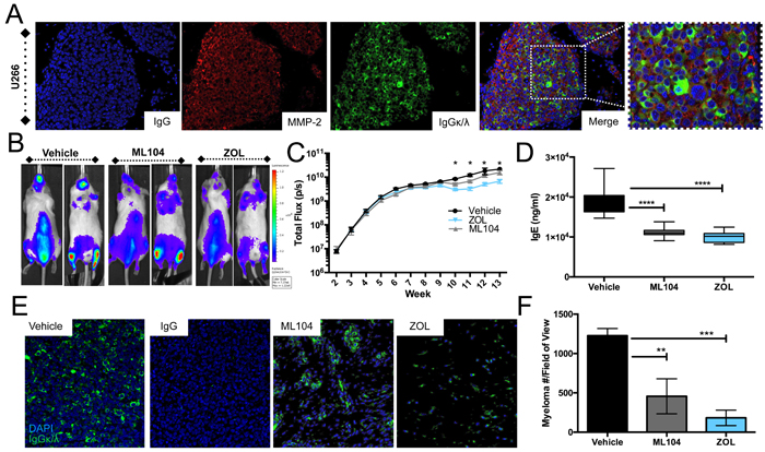 ML104 significantly impacts tumor burden in the U266 multiple myeloma model.