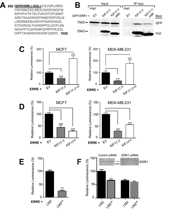 A 12 amino acid peptide in the KIF17-Tail is necessary and sufficient to inhibit ERR1 transcriptional activity.