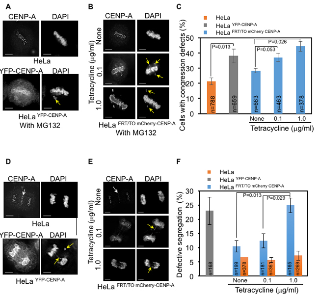 CENP-A overexpression contributes to chromosome congression and segregation defects in human cells.