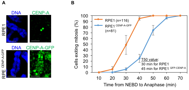 CENP-A overexpression induces mislocalization in non-transformed diploid RPE1 cell line.