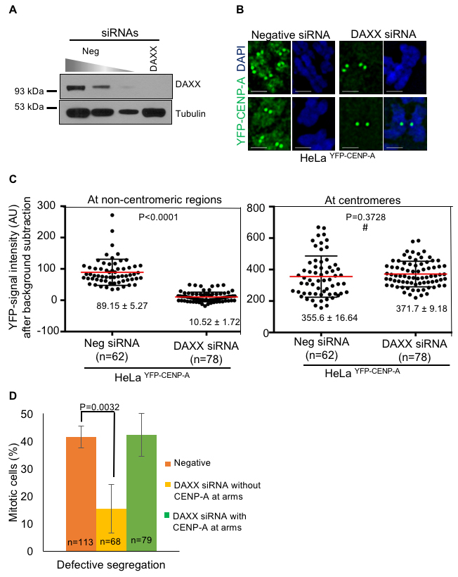 Depletion of DAXX prevents mislocalization of CENP-A and rescues chromosome segregation defects in CENP-A overexpressing cells.