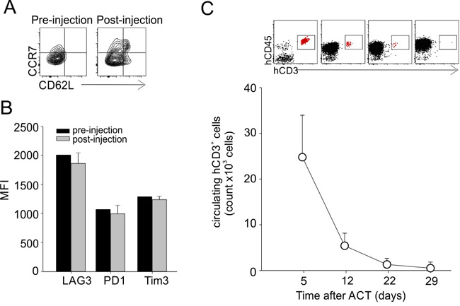 Phenotype and persistence of transferred T-cells