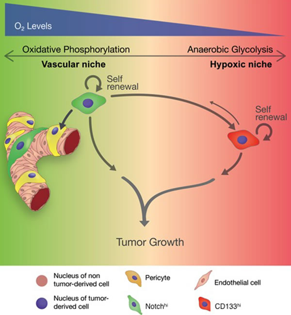Schematic summarizing the role of distinct GSCs in tumor progression.