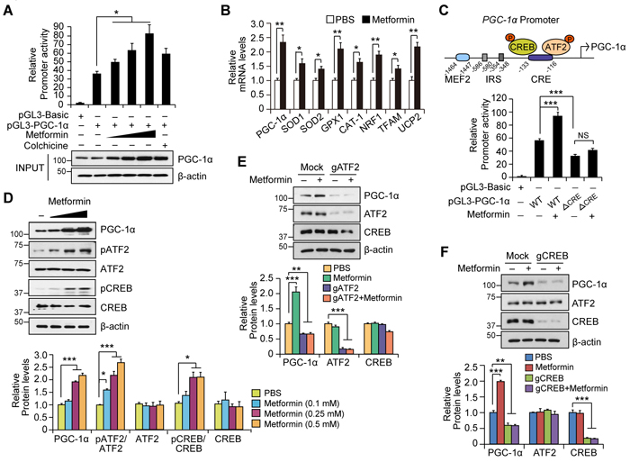 Metformin increases PGC-1&#x3b1; expression by activating the ATF2/CREB pathway.