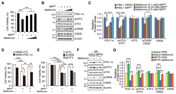 Metformin-mediated cell protection is dependent on PGC-1&#x3b1; induction.