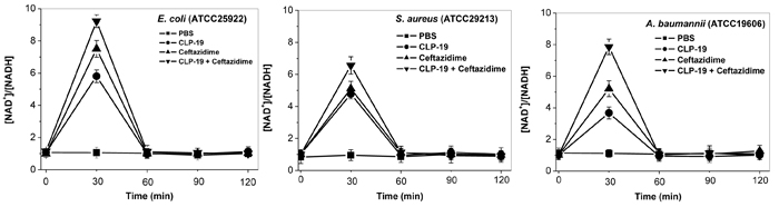 Catabolic NADH depletion induced by CLP-19 alone, ceftazidime alone or the combination treatment.