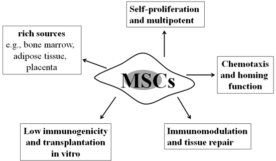 Properties of mesenchymal stem cells.