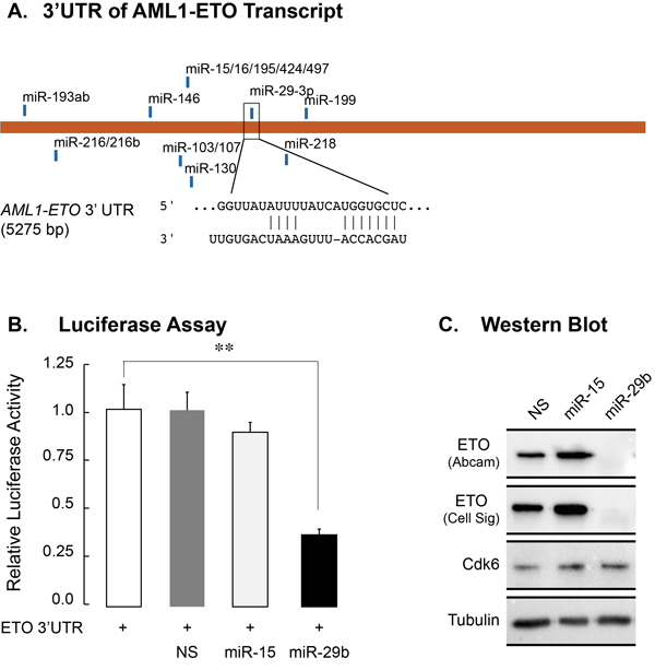 miR-29b-1 targets the 3&#x2019;UTR of the AML1-ETO transcript and down-regulates AML1-ETO protein in leukemia cells.