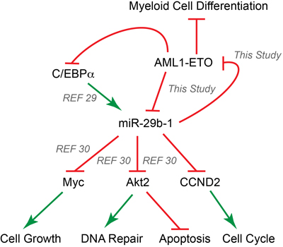 AML1-ETO and miR-29b-1 form a regulatory circuit that modulates leukemic phenotype.