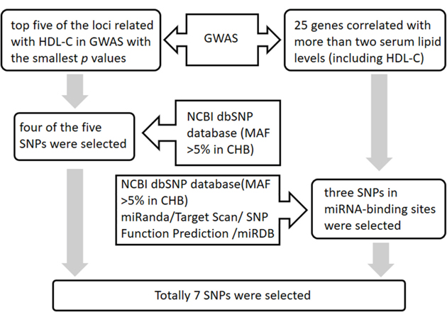 The flowchart of the SNP selection procedure.