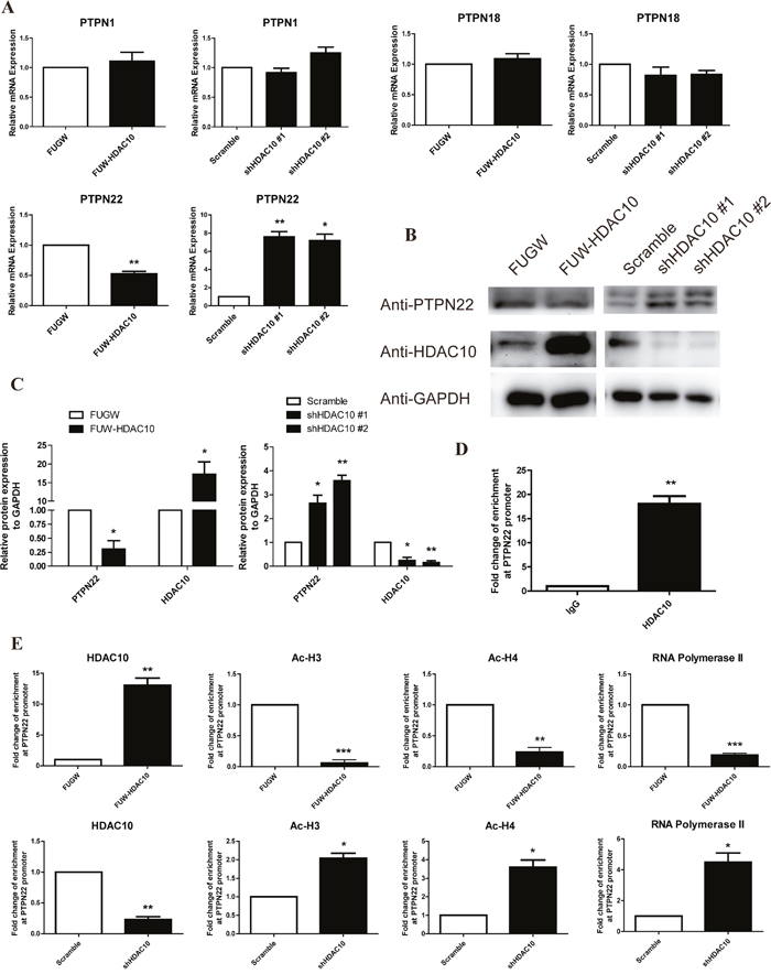 HDAC10 up-regulates ERK1/2 phosphorylation by inhibiting PTPN22.