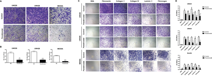Effect of panobinostat on migration and adhesion ability of medulloblastoma cells.
