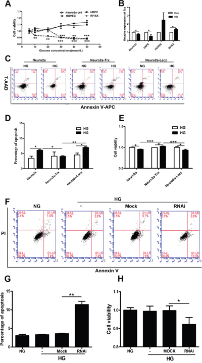 The effect of Trx on neuropathy prior to endothelial damage induced by hyperglycemia in vitro.