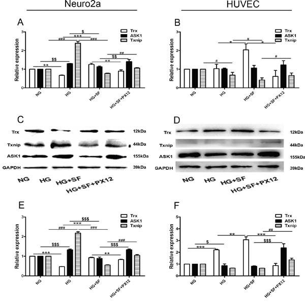 The mechanism by which Trx delays neuropathy under HG conditions at the mRNA and protein levels in vitro.