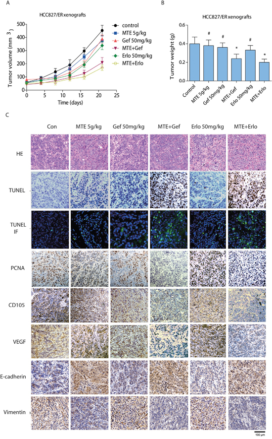 Effect of combined treatment of erlotinib or gefitinib with MTE on tumor growth, histological changes in HCC827/ER mice xenografts.