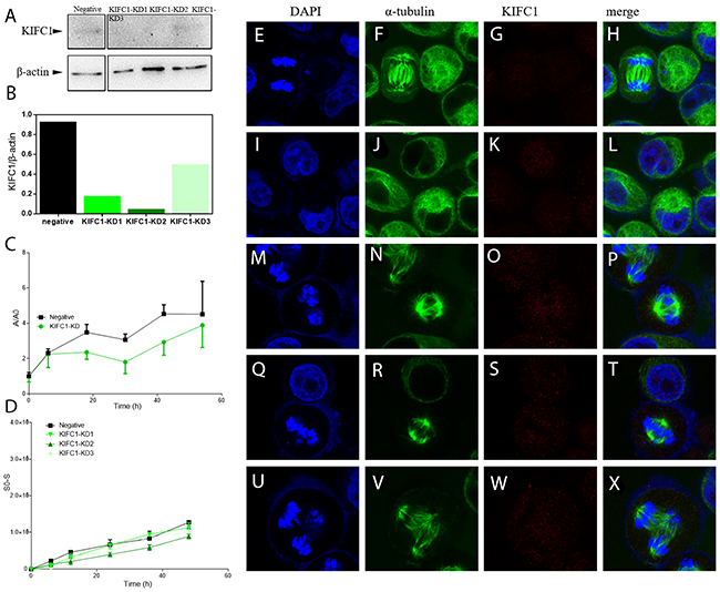 Knock down of KIFC1 in HeLa cells by RNAi.