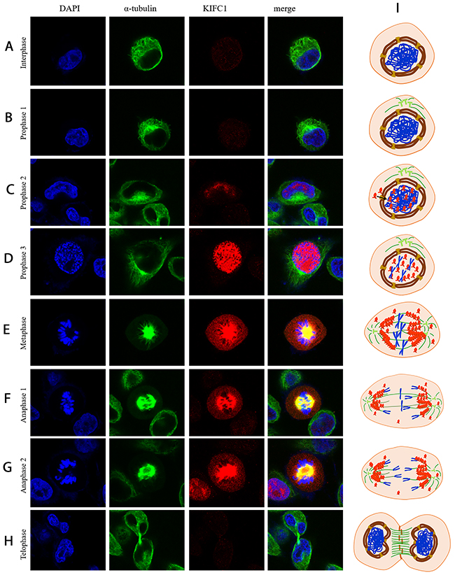 Localization of KIFC1 during cell cycle in HeLa cells determined by immuno-florescent staining.