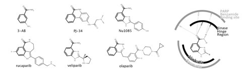 Chemical structures of PARP inhibitors including the PARP drug candidates rucaparib, veliparib and olaparib (left).