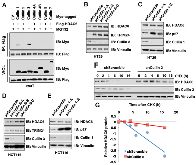 HDAC6 protein stability is negatively regulated by the Cullin 3 family E3 ligase.
