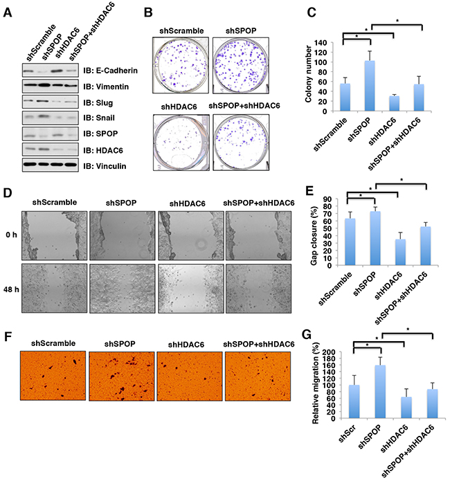 Depletion of SPOP enhances the cellular proliferation and migration, which can be reversed partly by additional depletion of HDAC6 in colon cancer cells.