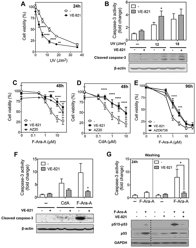 Effect of ATR inhibitors on cell death induced by UV-C irradiation or purine analogs in primary resting CLL cells.
