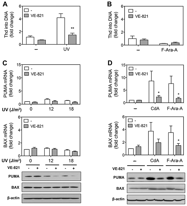 Effect of ATR inhibition on DNA repair synthesis and pro-apoptotic gene expression in primary resting CLL cells after treatment with UV-C or purine analogs.