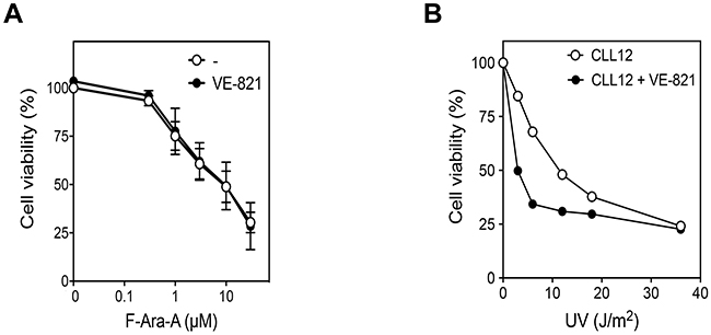 Effect of ATR inhibition on fludarabine- and UV-C -induced cytotoxicity in p53-defective CLL cells.
