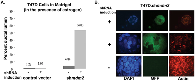 MDM2 depletion in ER+ breast cancer cells with mutant p53 leads to formation of lumen and reverts mammary architecture towards a normal state.
