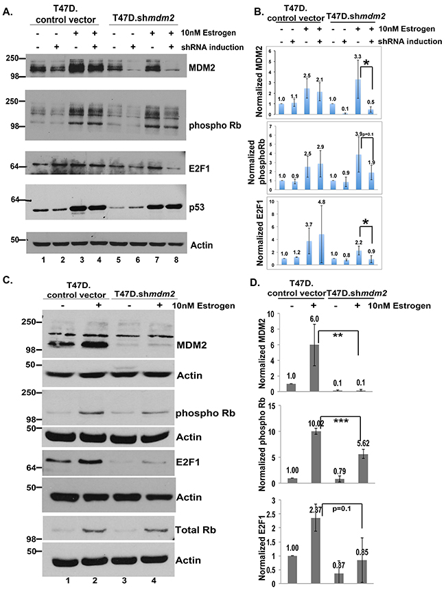 In ER+ T47D breast cancer cells MDM2 influences estrogen mediated cell proliferation through the Rb-E2F1 pathway.