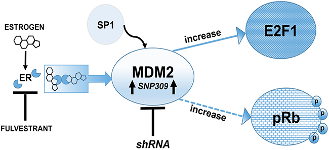 Schematic representation of MDM2 signaling pathway showing a p53-independent function of MDM2 is required for estrogen mediated breast cancer proliferation and disruption in 3D mammary architecture.