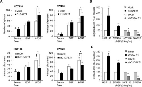 C1GALT1 regulates bFGF-induced malignant phenotypes in colon cancer cells.