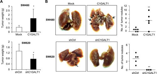 C1GALT1 regulates tumor metastasis and growth in NOD/SCID mice.