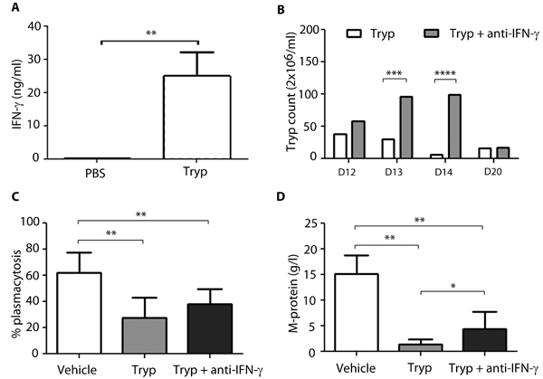 Effect of anti-IFNy treatment on Trypanosoma mediated apoptosis