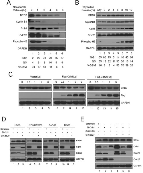 Fig 1: BRD7 is a substrate of APC/C E3 ligase during mitotic exit in osteosarcoma cells.