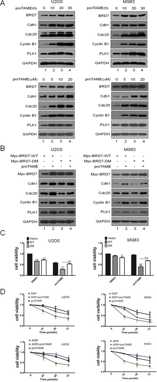 Fig 5: Inhibition of the APC/C E3 complex suppresses cell proliferation through the APC/C-BRD7 pathway in osteosarcoma.