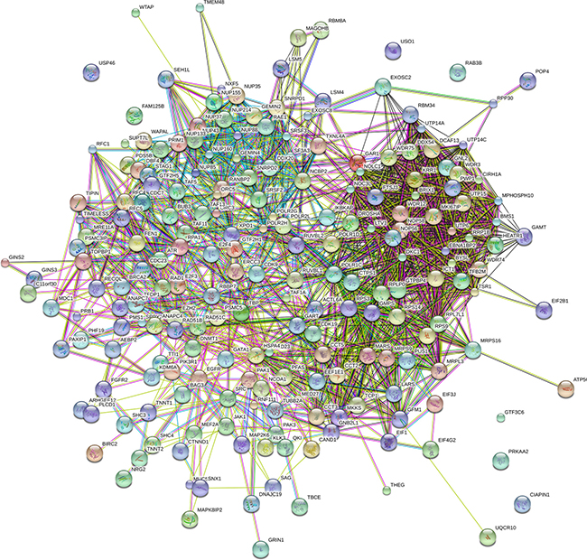 The protein protein interaction of correlative genes for the lncRNAs.