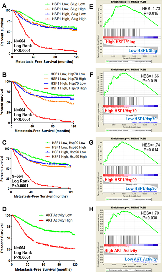 HSF1 and AKT activity are predictors of metastasis-free survival of breast cancer.