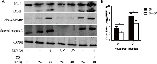 Effect of chloroquine (CQ) on autophagy, apoptosis and NDV replication in NDV-infected CEF cells.