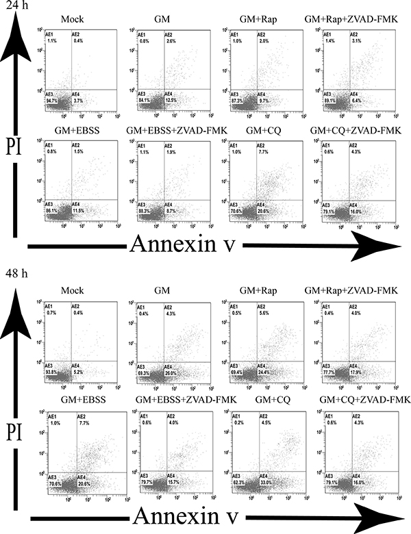 Autophagy regulates apoptosis in NDV-infected CEF cells.