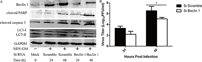 Inhibition of autophagy by Beclin1 knockdown enhances apoptosis but reduces NDV replication in CEF cells.