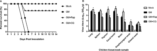 In vivo analysis of rapamycin (Rap), chloroquine (CQ) and mock-treated chicken groups infected with NDV.