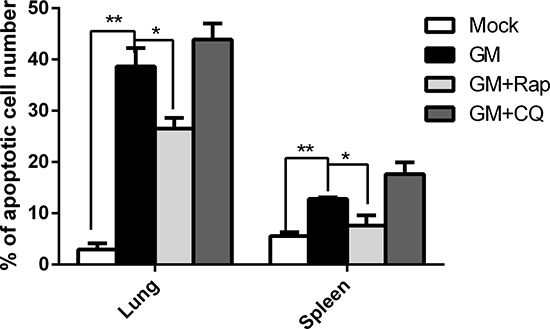 Regulation of autophagy affects apoptosis in vivo.