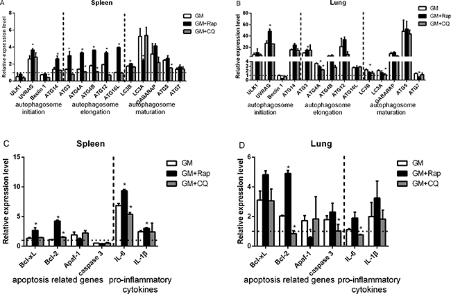 Relative expression of autophagy and apoptosis related genes, and proinflammatory cytokines in NDV-infected chicken spleens and lungs.