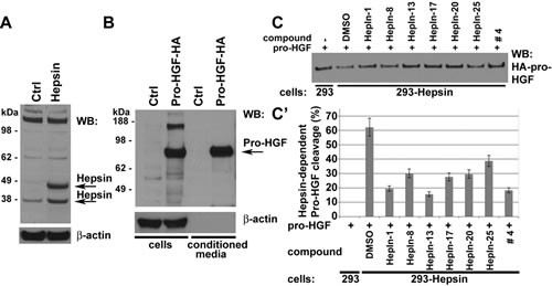 Hepsin inhibitors attenuate the Hepsin-mediated cleavage of pro-HGF in cell based activity assays.