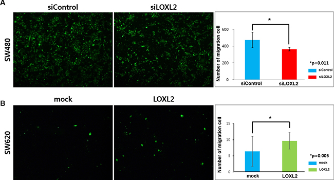 Effects of LOXL2 silencing/ectopic expression on the migration of CRC cells through the endothelial barrier.