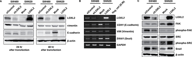 Induction of EMT by LOXL2 through the activation of FAK/Src pathway and upregulation of Snail.