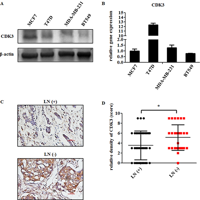 CDK3