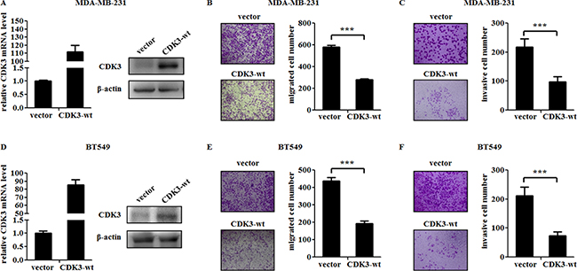 CDK3