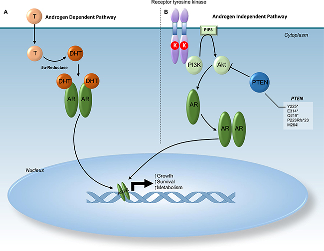 Schematic representation of androgen receptor pathway.